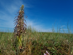 Himantoglossum hircinum