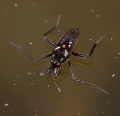 Plesiovelia