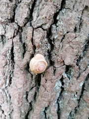 Cepaea nemoralis