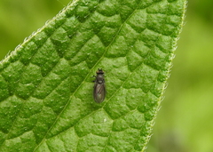 Cnemacantha muscaria