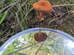 Melanomphalia omphaliopsis