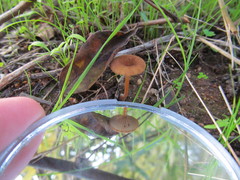 Melanomphalia omphaliopsis