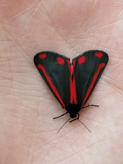 Tyria jacobaeae