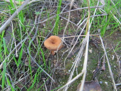 Melanomphalia omphaliopsis