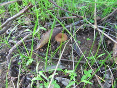 Melanomphalia omphaliopsis