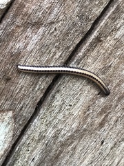 Spirobolellus immigrans