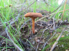 Melanomphalia omphaliopsis