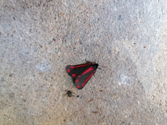 Tyria jacobaeae
