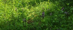 Orchis purpurea