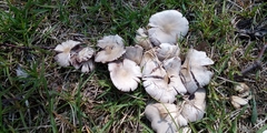 Agaricineae
