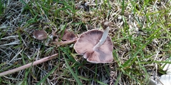 Agaricineae
