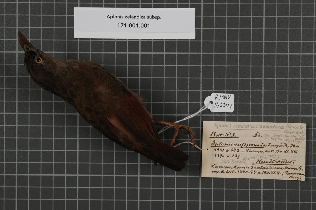 Rusty-winged Starling (Aplonis zelandica) photo