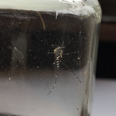 Aedes japonicus