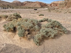 Atriplex parryi
