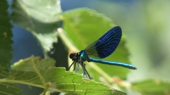 Calopteryx xanthostoma