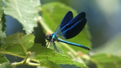 Calopteryx xanthostoma