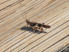 Trimerotropis fontana