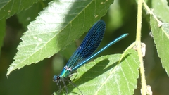 Calopteryx xanthostoma