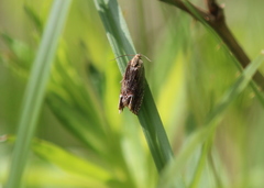 Eucosma radiatana
