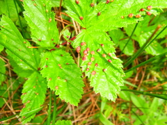Dasineura ulmaria