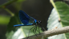 Calopteryx xanthostoma