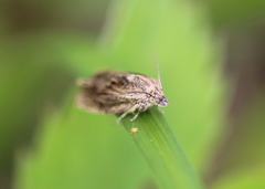 Eucosma radiatana