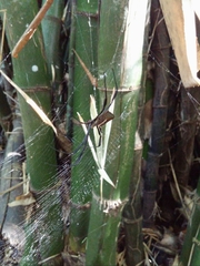 Trichonephila clavipes