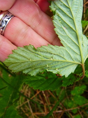 Dasineura ulmaria