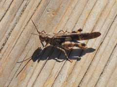 Trimerotropis fontana