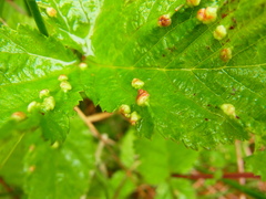 Dasineura ulmaria