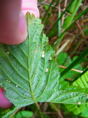 Dasineura ulmaria