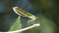 Calopteryx xanthostoma