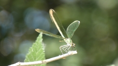 Calopteryx xanthostoma