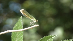 Calopteryx xanthostoma