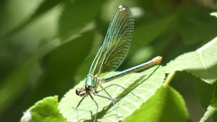 Calopteryx xanthostoma