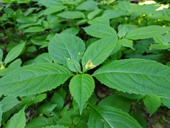 Impatiens parviflora