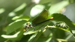 Calopteryx xanthostoma