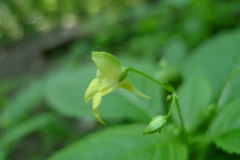 Impatiens parviflora