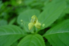 Impatiens parviflora