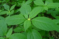 Impatiens parviflora