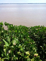 Montrichardia linifera