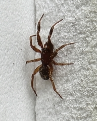 Asagena americana
