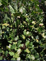 Montrichardia linifera