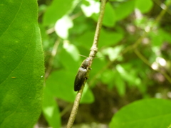 Agriotes fucosus