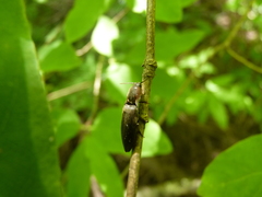 Agriotes fucosus