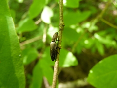 Agriotes fucosus