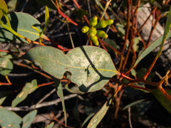Eucalyptus thamnoides