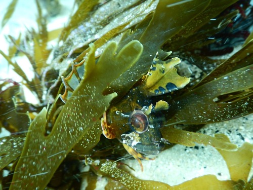 Brown weedfish (Heteroclinus roseus) — Clinidae — 5