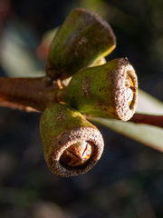 Eucalyptus thamnoides