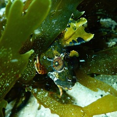Heteroclinus roseus